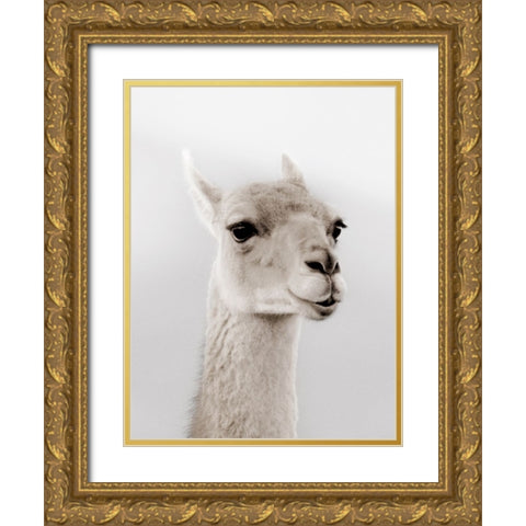 Soft Llama Gold Ornate Wood Framed Art Print with Double Matting by Delimont, Danita