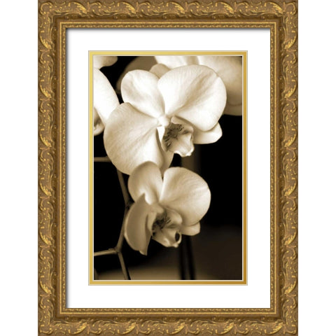 Exotic Blooms Gold Ornate Wood Framed Art Print with Double Matting by Ryan, Cinzia