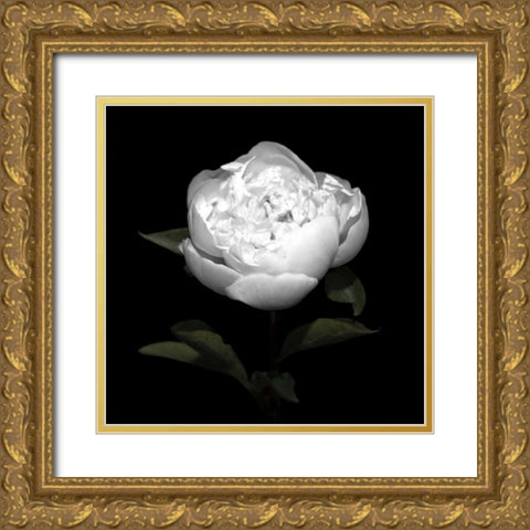 Peony Perfection II Gold Ornate Wood Framed Art Print with Double Matting by Maihara, Jeff