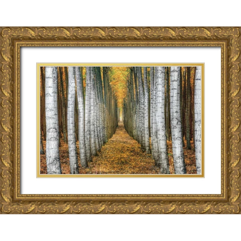 Tree Farm Gold Ornate Wood Framed Art Print with Double Matting by Cahill, Michael