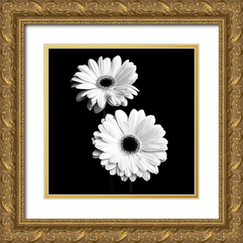 Gerbera Portrait I Gold Ornate Wood Framed Art Print with Double Matting by Maihara, Jeff