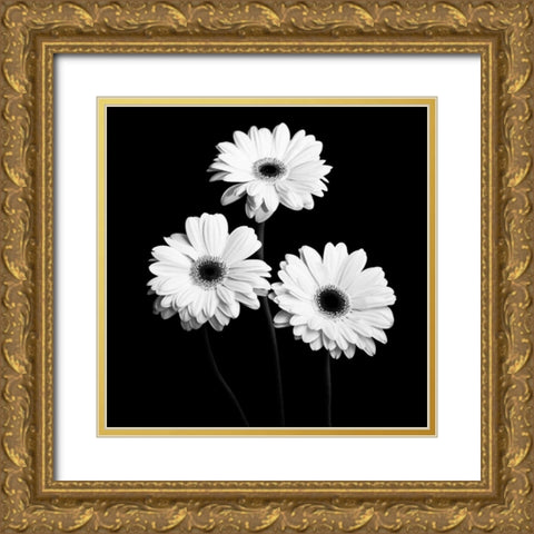Gerbera Portrait II Gold Ornate Wood Framed Art Print with Double Matting by Maihara, Jeff