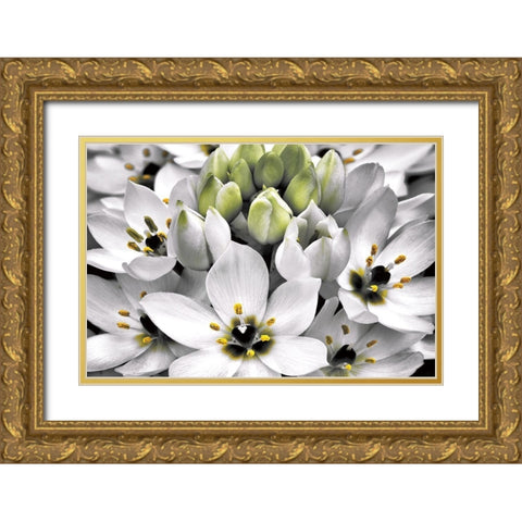Blooming Stars Gold Ornate Wood Framed Art Print with Double Matting by Frates, Dennis
