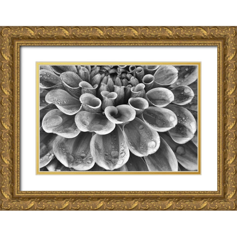 Silver Dahlia Gold Ornate Wood Framed Art Print with Double Matting by Frates, Dennis