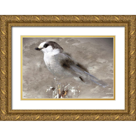Grey Jay I Gold Ornate Wood Framed Art Print with Double Matting by Fontaine, Stephane