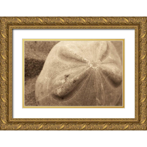 Sand Dollar Gold Ornate Wood Framed Art Print with Double Matting by Schick, Cyndi
