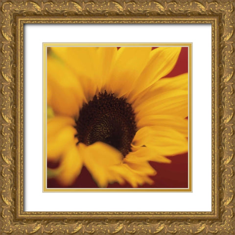 Sunflower on Red Gold Ornate Wood Framed Art Print with Double Matting by Butler, Jane-Ann
