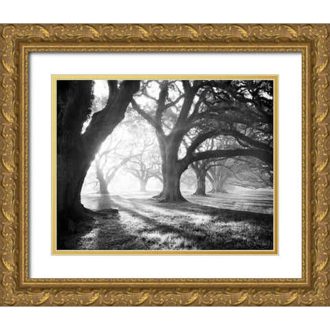 Oak Alley, Light and Shadows Gold Ornate Wood Framed Art Print with Double Matting by Guion, William