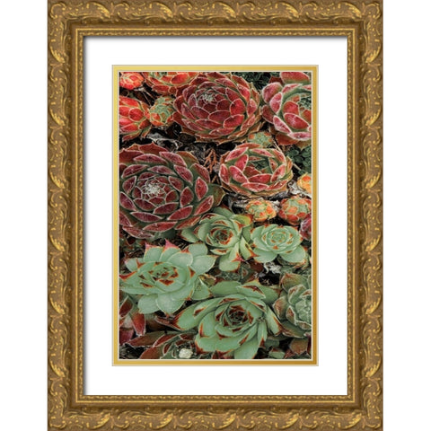 Succulent Collection I Gold Ornate Wood Framed Art Print with Double Matting by Frates, Dennis