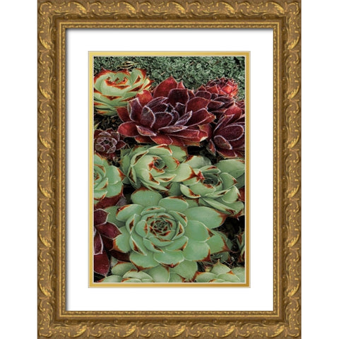 Succulent Collection III Gold Ornate Wood Framed Art Print with Double Matting by Frates, Dennis