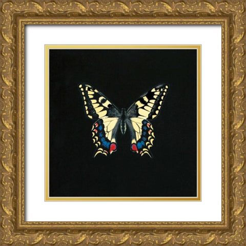 Butterfly on Black Gold Ornate Wood Framed Art Print with Double Matting by Charlotte, Joanna