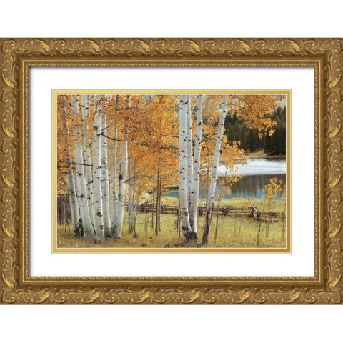 Birch Beauty Gold Ornate Wood Framed Art Print with Double Matting by Jones, Mike