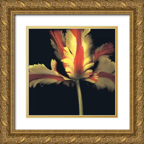 French Parrot Tulip Gold Ornate Wood Framed Art Print with Double Matting by Levine, Andrew