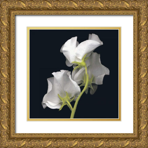 Sweet Pea Gold Ornate Wood Framed Art Print with Double Matting by Levine, Andrew