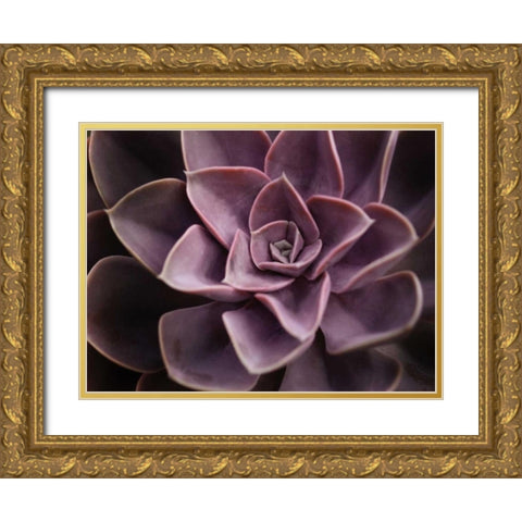 Echeveria I Gold Ornate Wood Framed Art Print with Double Matting by Levine, Andrew