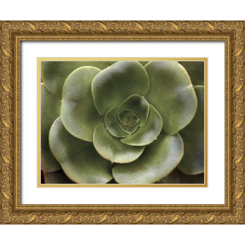 Echeveria II Gold Ornate Wood Framed Art Print with Double Matting by Levine, Andrew