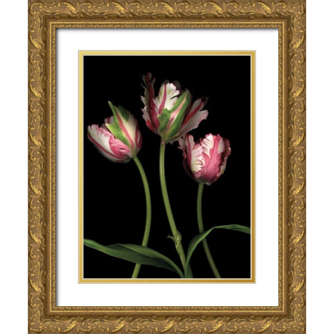 Parrot Tulips II Gold Ornate Wood Framed Art Print with Double Matting by Levine, Andrew