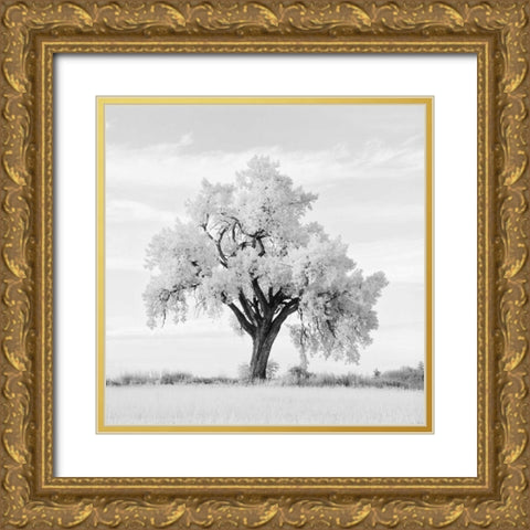 Oak Tree Gold Ornate Wood Framed Art Print with Double Matting by Miele, Jean