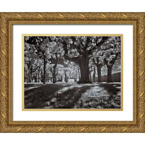 Tree Park Gold Ornate Wood Framed Art Print with Double Matting by Szilagyi, Ily