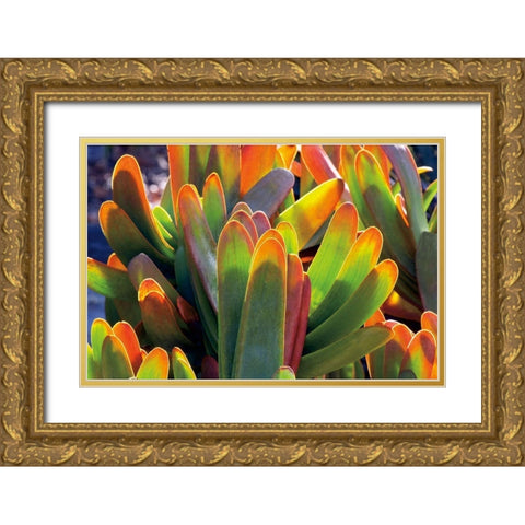 Aloe Fan Gold Ornate Wood Framed Art Print with Double Matting by Frates, Dennis