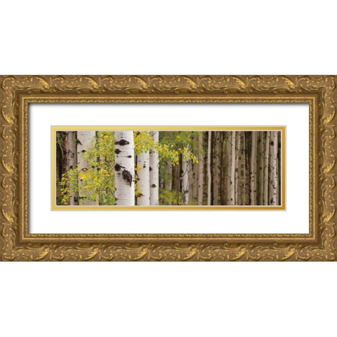 White Forest Standing Gold Ornate Wood Framed Art Print with Double Matting by Ross, Heather