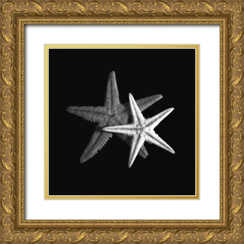 Shell Collection II Gold Ornate Wood Framed Art Print with Double Matting by Szilagyi, Ily