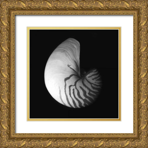 Shell Collection III Gold Ornate Wood Framed Art Print with Double Matting by Szilagyi, Ily