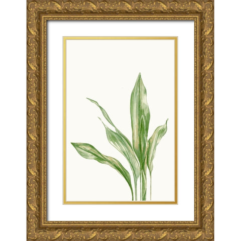 Aspidistra Variegata II Gold Ornate Wood Framed Art Print with Double Matting by Errico and Slyp