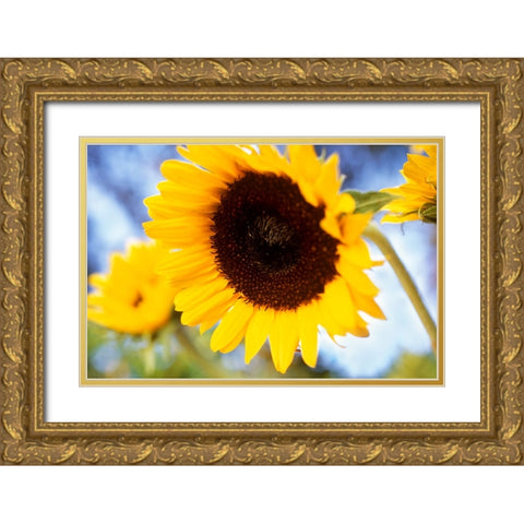 Sunshine Gold Ornate Wood Framed Art Print with Double Matting by Connolly, Karina
