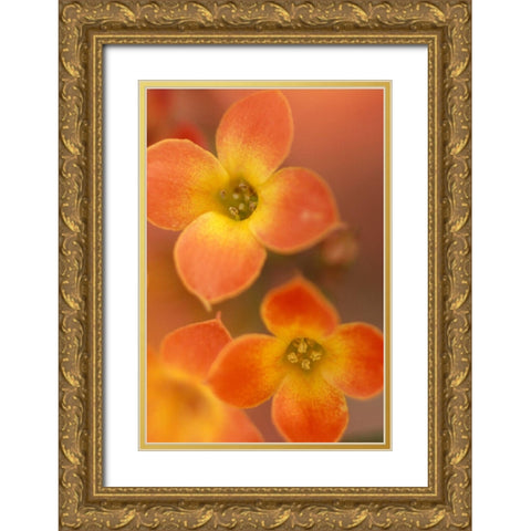 Orange Blossom I  Gold Ornate Wood Framed Art Print with Double Matting by Connolly, Karin