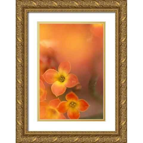 Orange Blossom II Gold Ornate Wood Framed Art Print with Double Matting by Connolly, Karin