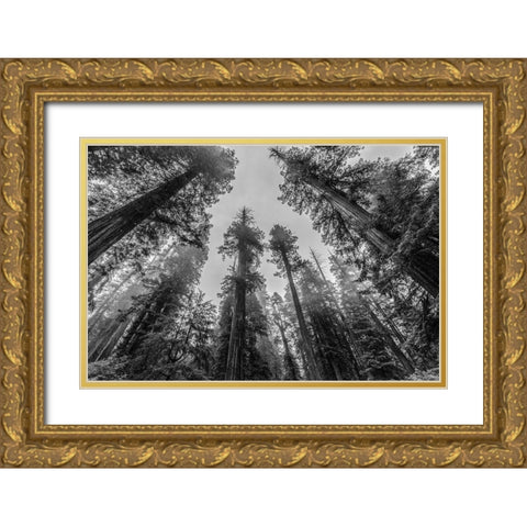 Sequoia Tree Forest Sky Black and White Gold Ornate Wood Framed Art Print with Double Matting by Nature Magick