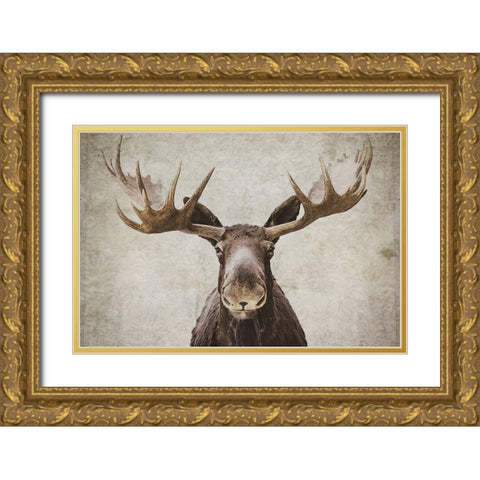 Moose Gold Ornate Wood Framed Art Print with Double Matting by Cook, Natasia