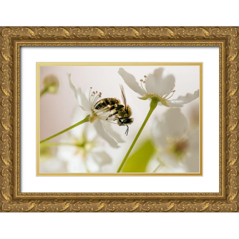 Sweet Melody II   Gold Ornate Wood Framed Art Print with Double Matting by Weddle, Ryan Hartson