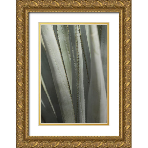 Agave Deserti II Gold Ornate Wood Framed Art Print with Double Matting by Valner, Jessica
