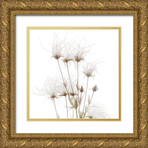 Geum Seed HeadsÂ  Gold Ornate Wood Framed Art Print with Double Matting by Stalus, Judy