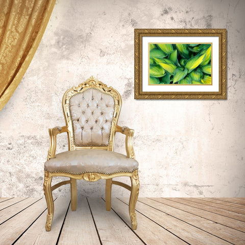 Varigated Plantain Lily  Gold Ornate Wood Framed Art Print with Double Matting by Kearney, Franklin J.