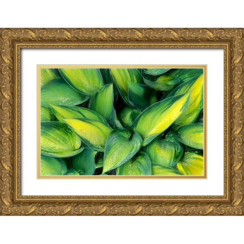 Varigated Plantain Lily  Gold Ornate Wood Framed Art Print with Double Matting by Kearney, Franklin J.
