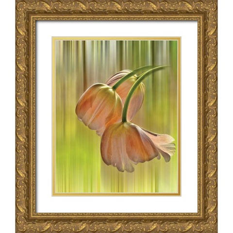Tulip Free Fall Gold Ornate Wood Framed Art Print with Double Matting by Von Knobloch, Karen