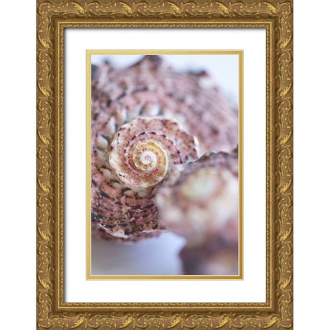 Purple Conch II Gold Ornate Wood Framed Art Print with Double Matting by Millet, Karyn