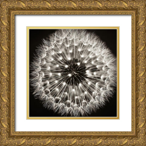 Dandelion I Gold Ornate Wood Framed Art Print with Double Matting by Campbell, Dawn