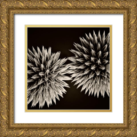 Globe Thistles Gold Ornate Wood Framed Art Print with Double Matting by Campbell, Dawn