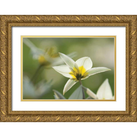 Dreaming Turkinstan Tulips Gold Ornate Wood Framed Art Print with Double Matting by Robertson, Leda