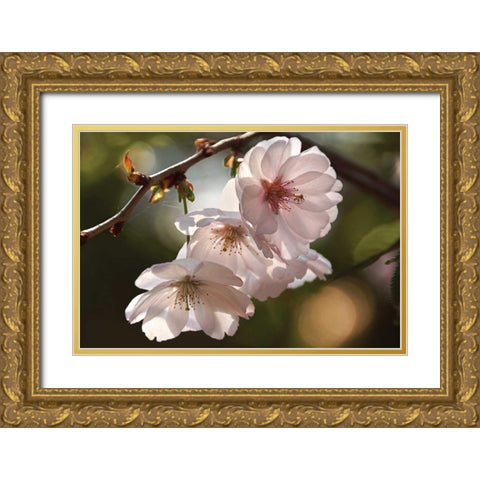 Cherry Blossom Illumination Gold Ornate Wood Framed Art Print with Double Matting by Robertson, Leda