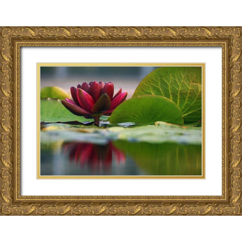 Lily Reflections II Gold Ornate Wood Framed Art Print with Double Matting by Robertson, Leda