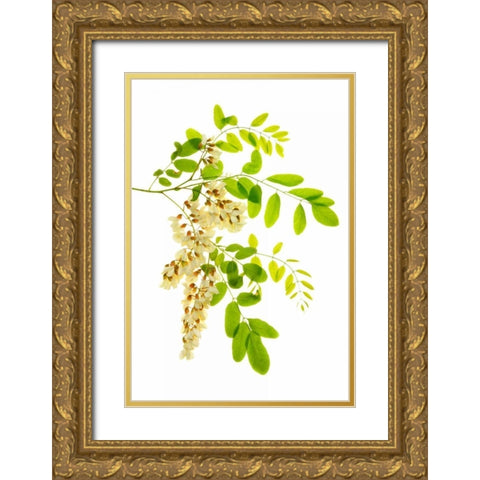 Honey Locusts I Gold Ornate Wood Framed Art Print with Double Matting by Robertson, Leda