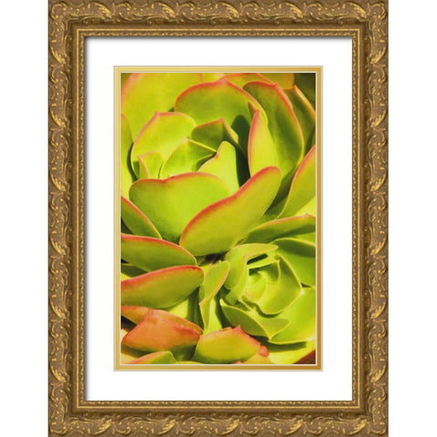 Sweet Succulents I Gold Ornate Wood Framed Art Print with Double Matting by Robertson, Leda