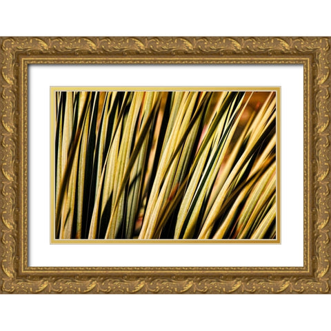 Desert Grasses II Gold Ornate Wood Framed Art Print with Double Matting by Robertson, Leda