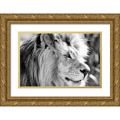 Majestic Gold Ornate Wood Framed Art Print with Double Matting by Drummond, Max