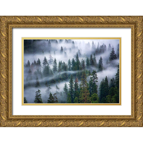 Fog swirling through trees Gold Ornate Wood Framed Art Print with Double Matting by Frates, Nicki